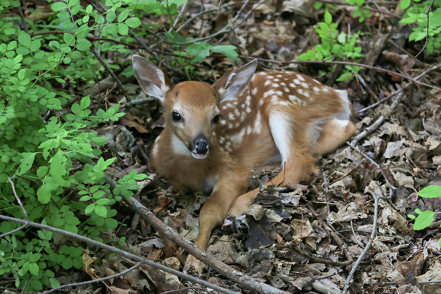 Fawn Resting Photograph by Angelo Spillo - Fine Art America