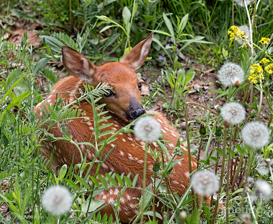 Fawn Resting Photograph by Barbara McMahon