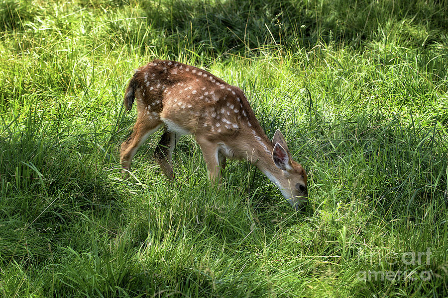 Fawn Photograph by Roxie Crouch