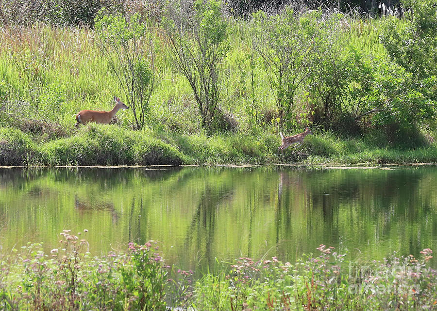 Fawn Spotted across the Pond Photograph by Carol Groenen
