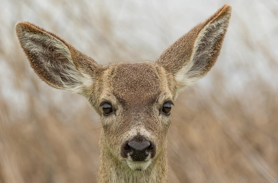 Fawn Stare Photograph by Marc Crumpler