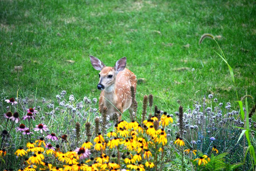 Deer Photograph - Fawn Visits Garden by Karen Majkrzak