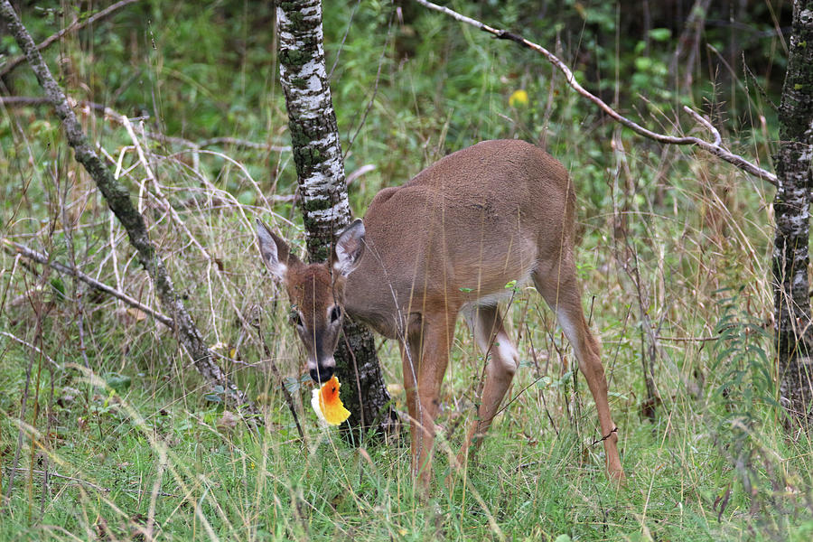 Fawn with Chicken of the Woods Photograph by Brook Burling