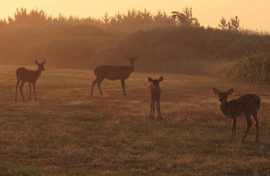Fawns and Does Photograph by Christopher J Kirby