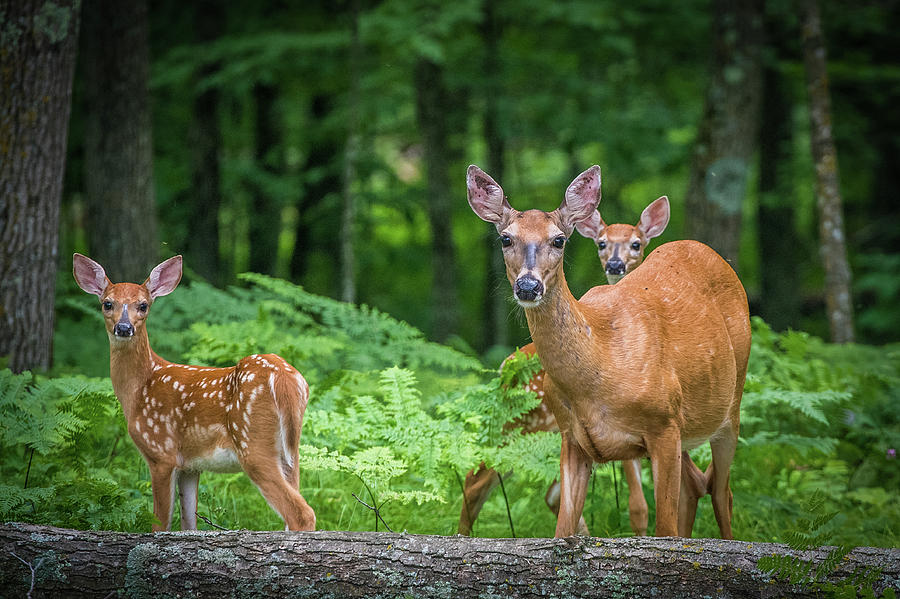 Deer Photograph - Fawns and Mother by Paul Freidlund