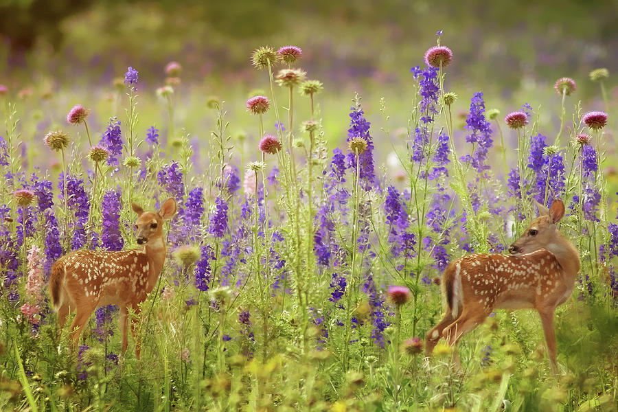 Fawns in the Meadow Photograph by TnBackroadsPhotos