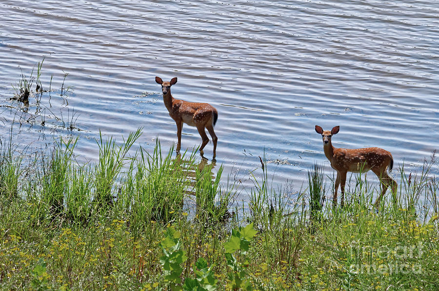 Fawns In Water Photograph by Paul Mashburn