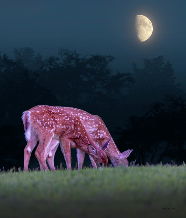 Fawns Under The Moon Mixed Media by Brian Wallace