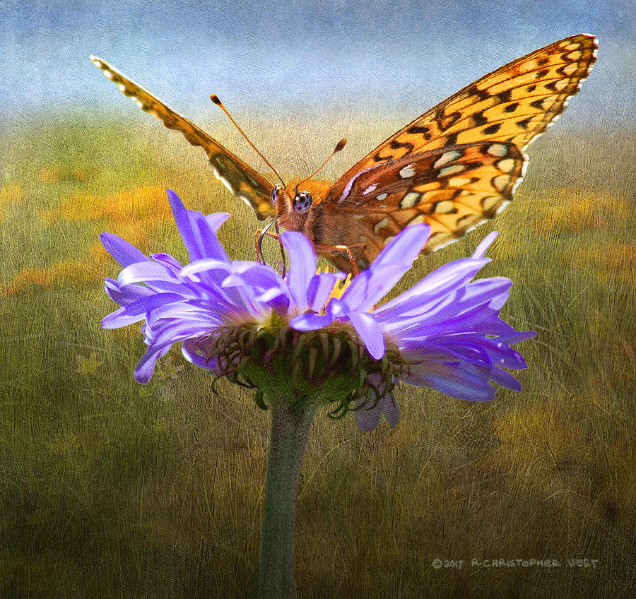 Butterfly Digital Art - Mystery Butterfly On Mystery Flower by R christopher Vest