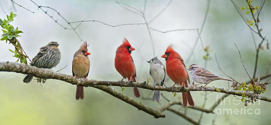 Bird Photograph - Fear Not Little Flock by Bonnie Barry