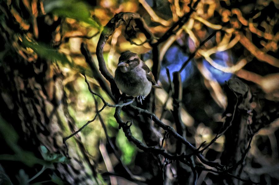 Birds Photograph - Fear Not by Shelley Smith Birds Photograph - Fear Not by Shelley Smith