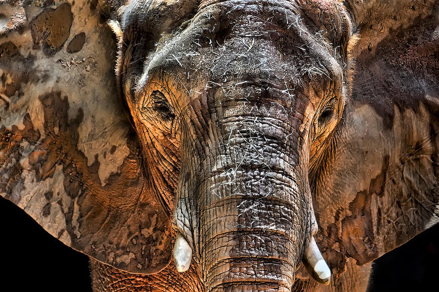 Elephant Photograph - Fearless by Janet Fikar