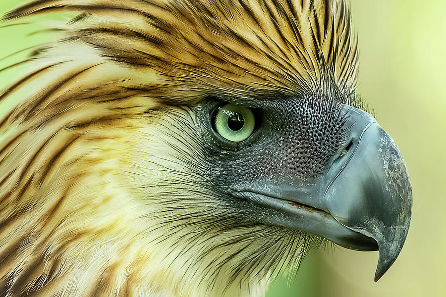 Fearless Philippine Eagle Photograph by Jelieta Walinski