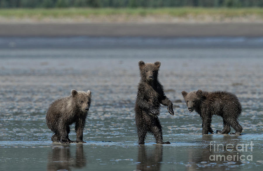 Animal Photograph - Fearsome Threesome by Sandra Bronstein