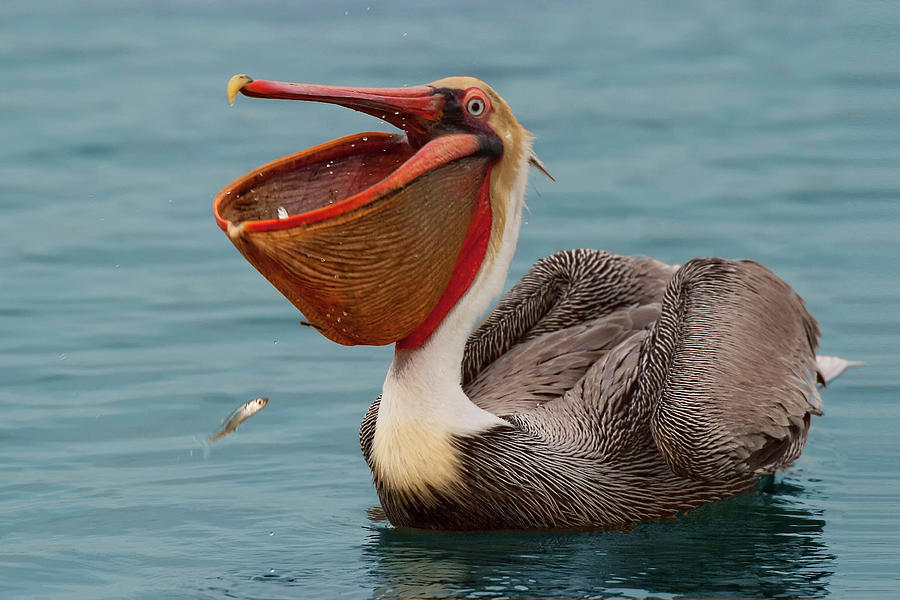 Feasting Brown Pelican  Photograph by Ram Vasudev