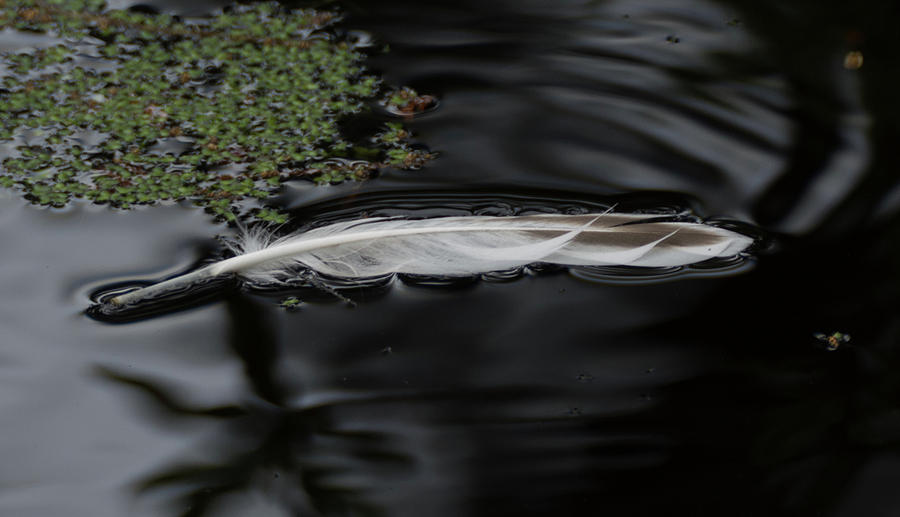 Feather Floating on a Still Pond Photograph by Marilyn Wilson