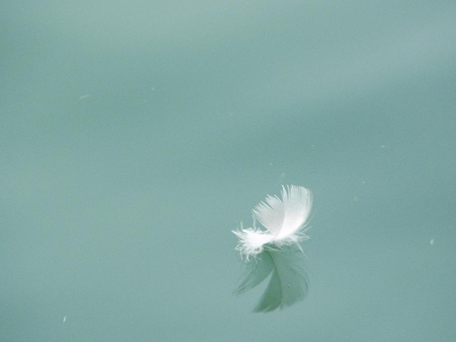 Feather Afloat Photograph by Peggy King