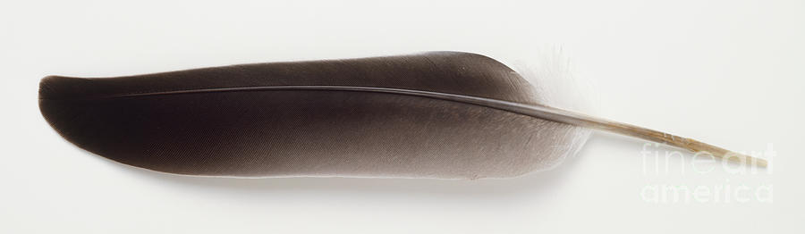 Feather Photograph by American School