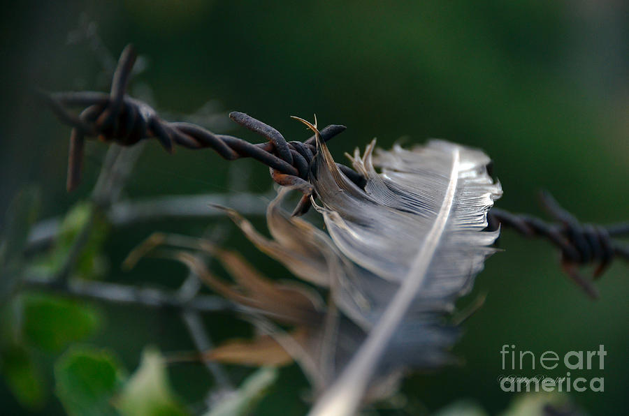 Feather and Barbed Wire Photograph by Debby Pueschel