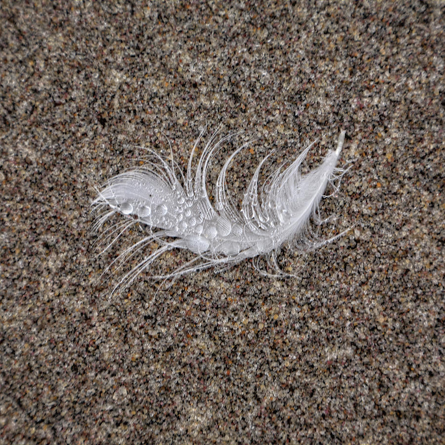 Feather and Sand Photograph by Steve Gravano