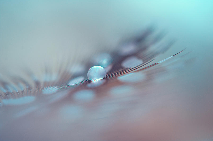 Still Life Photograph - Feather and Water Drop by Jenny Rainbow