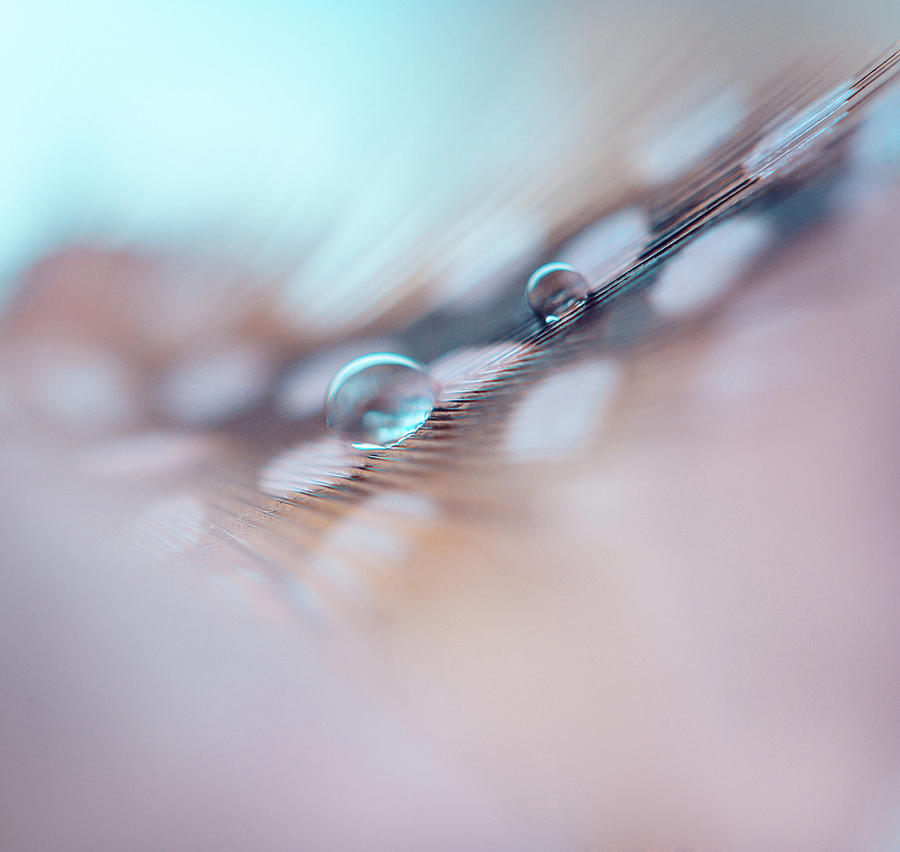 Still Life Photograph - Feather and Water Droplets by Jenny Rainbow