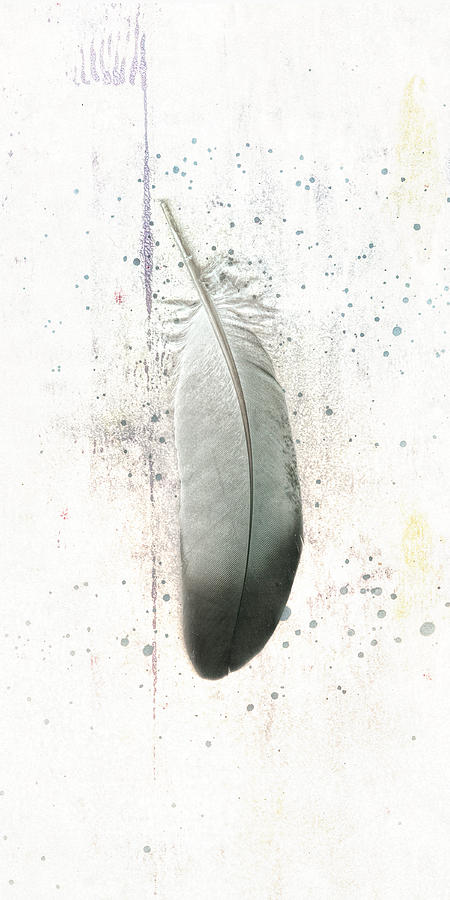 Feather Photograph by Ann Powell