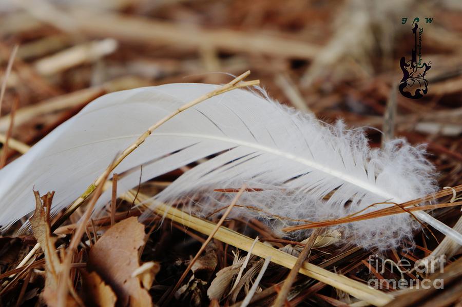 Feather At The Beach In Yorktown Photograph