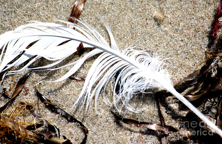 Feather at the beach by Toon De Zwart Feather at the beach by Toon De Zwart