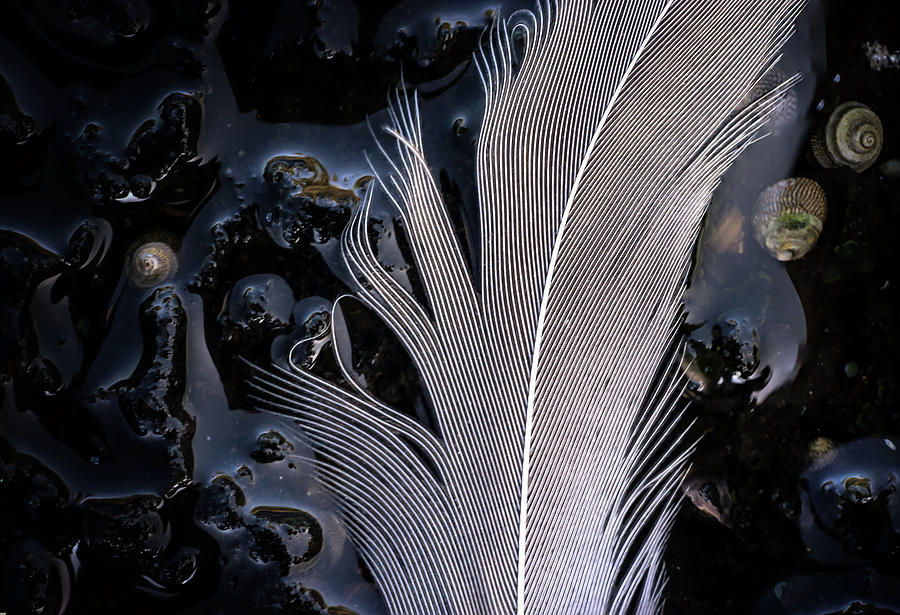 Feather Photograph by Christopher Johnson