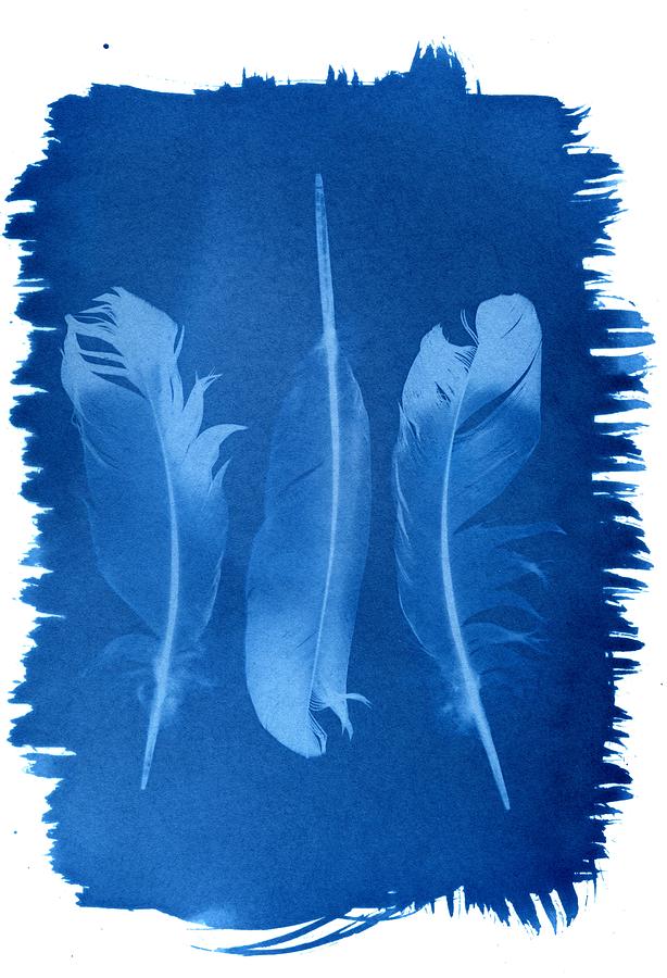 Feather cyanotype blueprint sunprint Photograph by Jane Linders