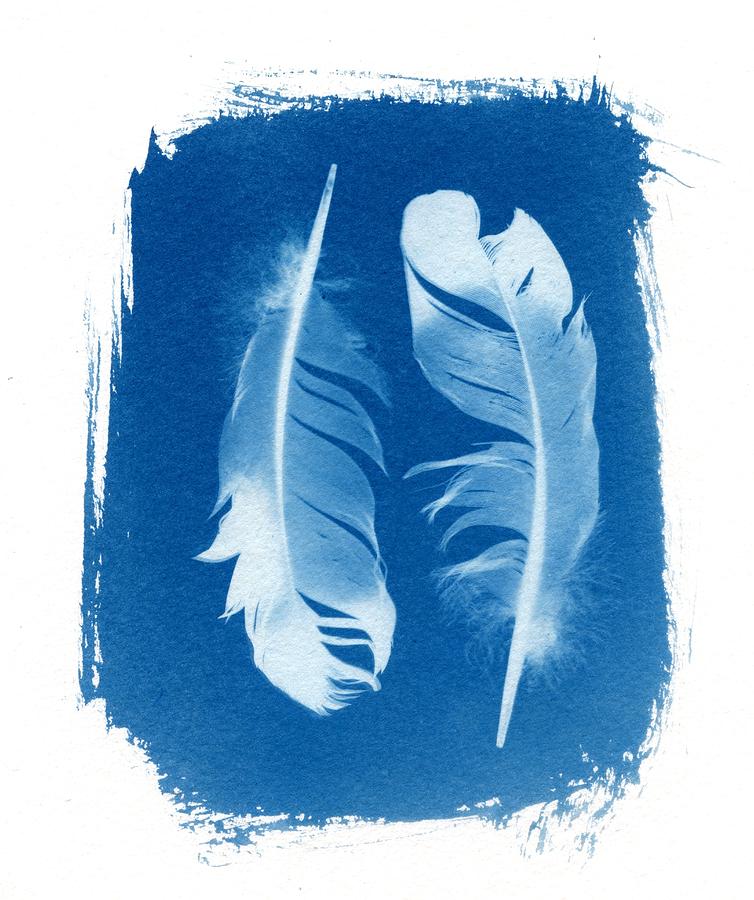 Feather cyanotype two feathers sunprint Photograph by Jane Linders ...