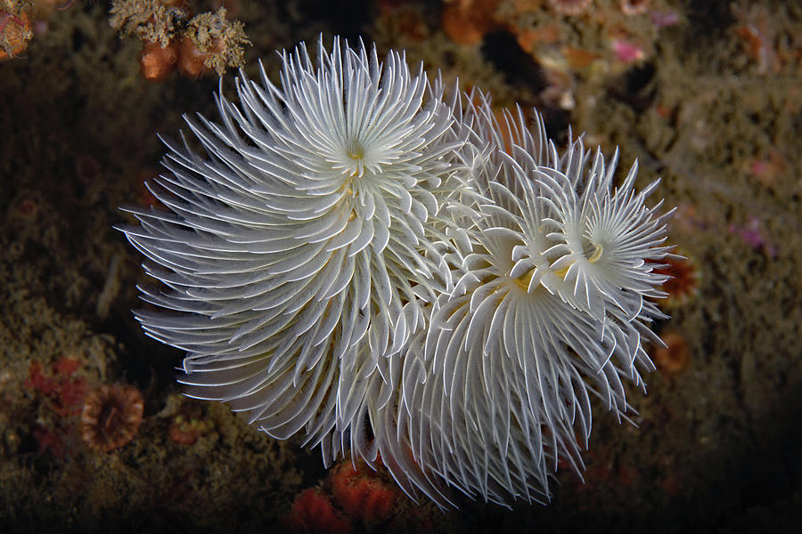 Feather duster worm plumes