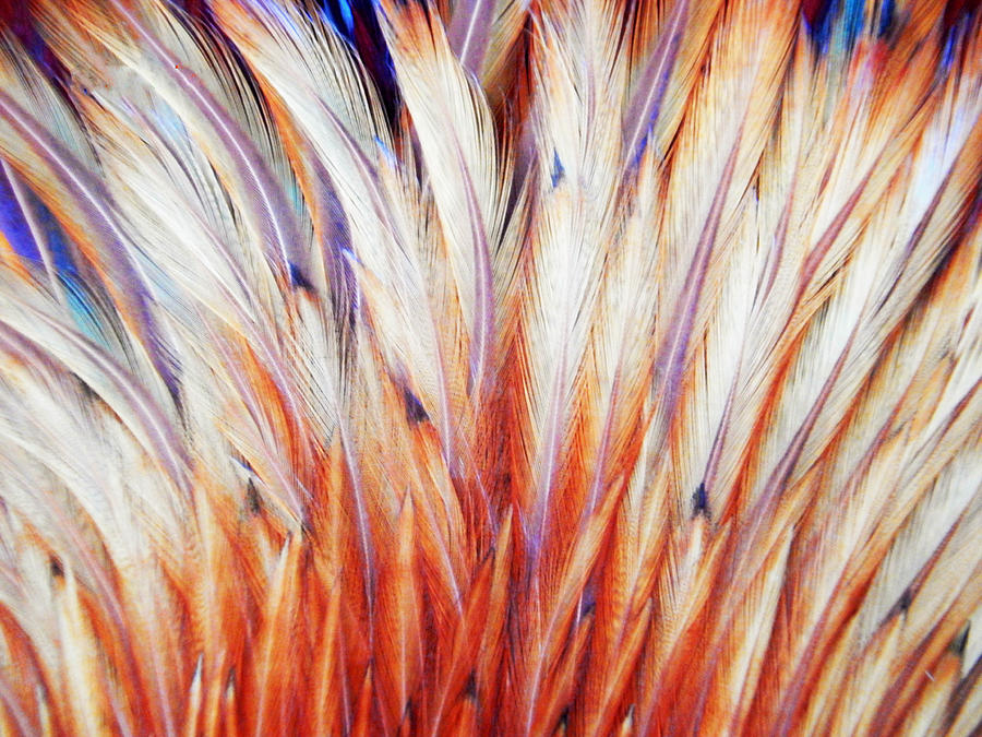 Feather Fan Abstract Photograph by Jan Gelders