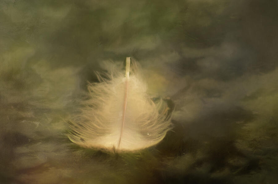 Feather Floating Photograph by Marilyn Wilson