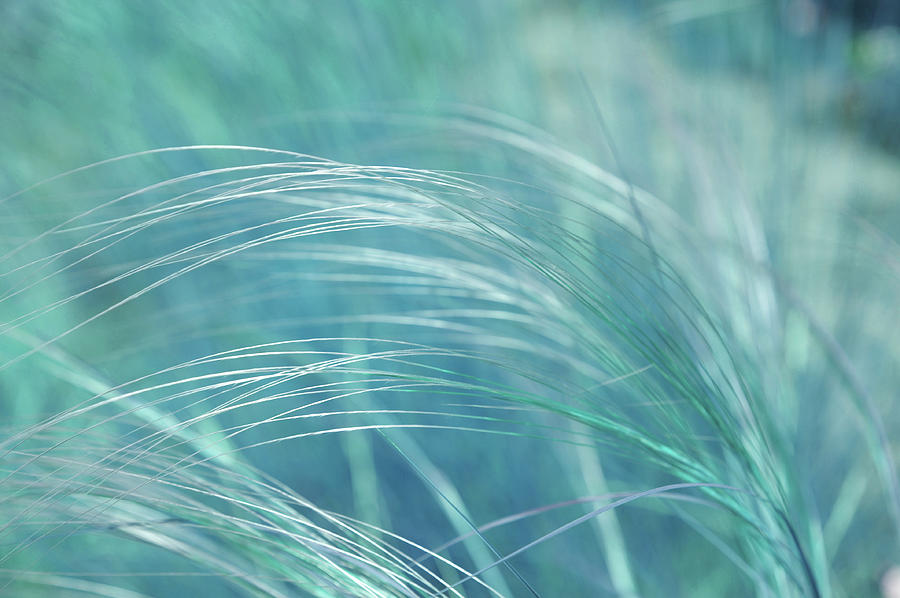 Feather Grass. Blue Meadow Photograph by Jenny Rainbow