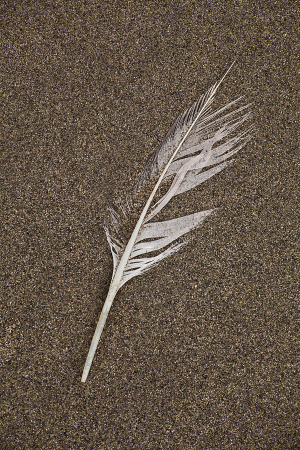 Feather in Beach Sand #1 Photograph by Irwin Barrett