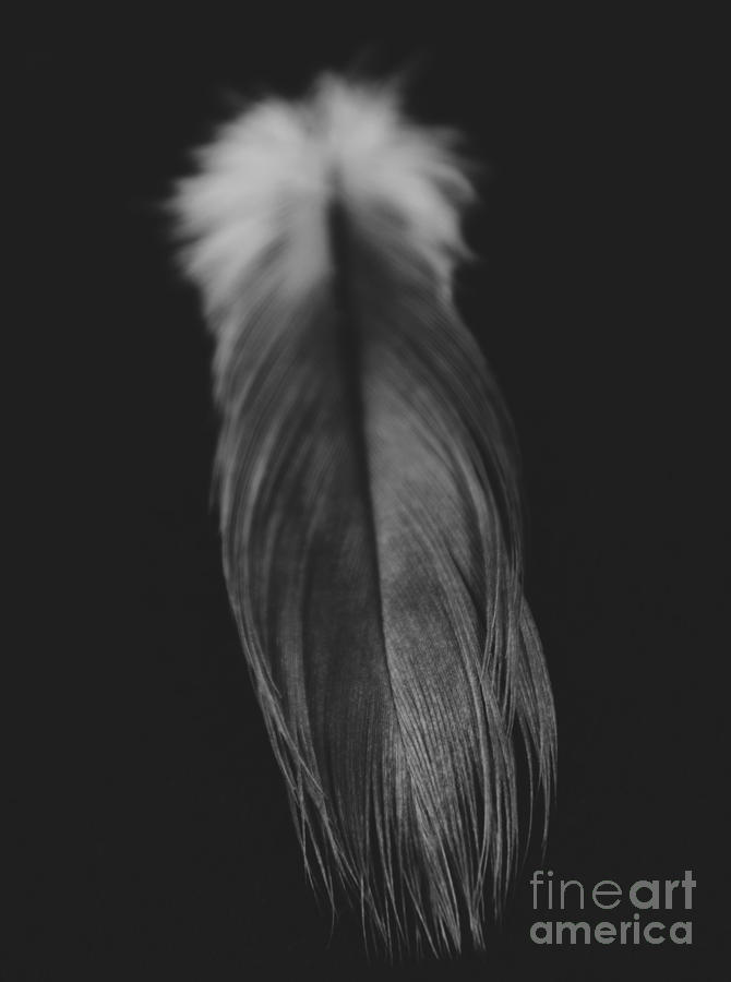 Feather in Black and White Photograph by Adrian De Leon Art and Photography