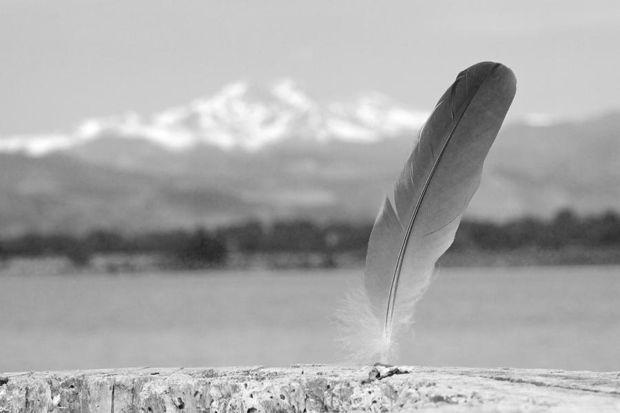 Feather in Black and White Photograph by James BO Insogna