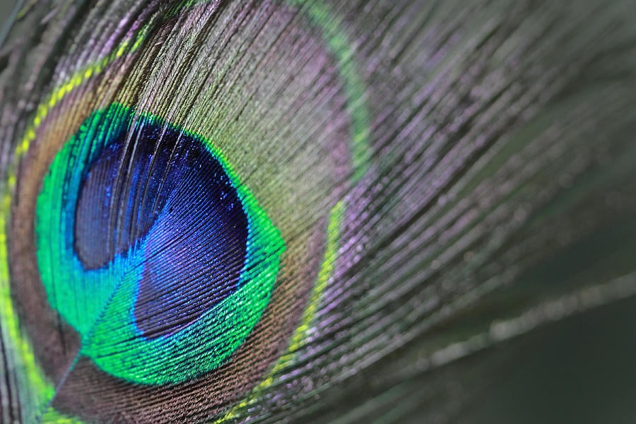 Feather in Green Photograph by Angela Murdock