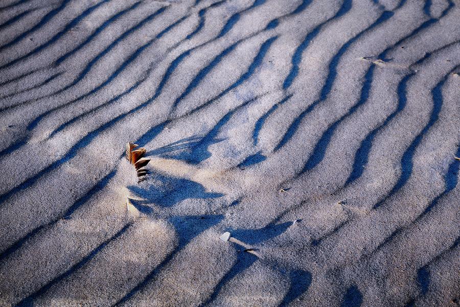 Feather in Sand Photograph by Michelle Calkins