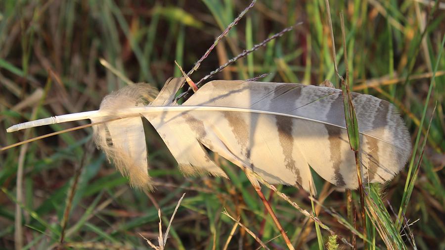 Sunset Photograph - Feather in the Grass by Weathered Wood