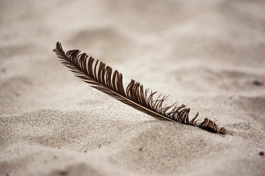 Feather in the sand Photograph by Jason Hughes