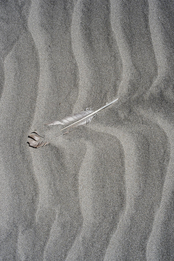 Feather in the Sand Photograph by Robert Potts