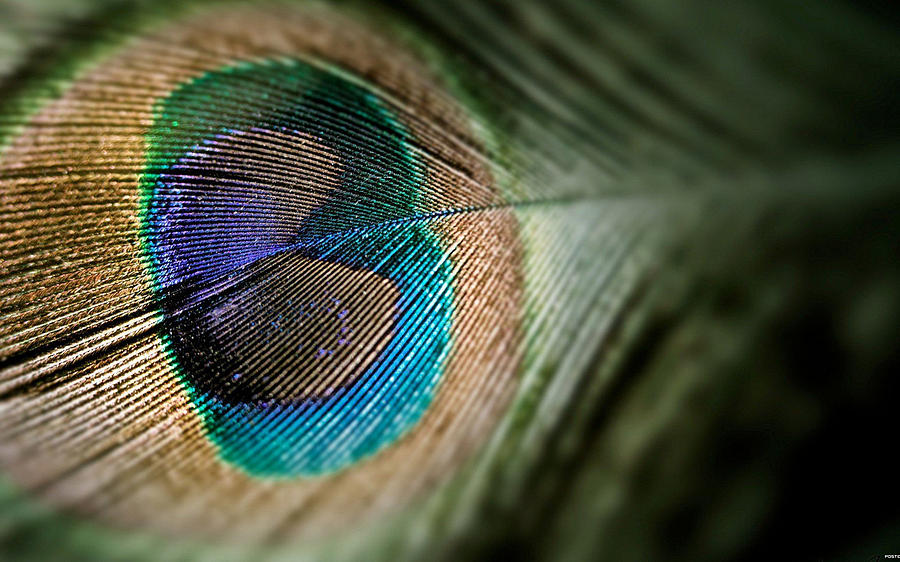 Peacock Photograph - Feather by Jackie Russo