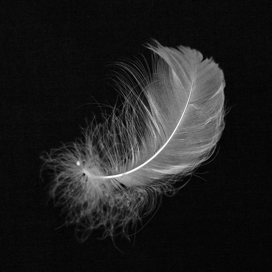 Spring Photograph - Feather by Joana Kruse