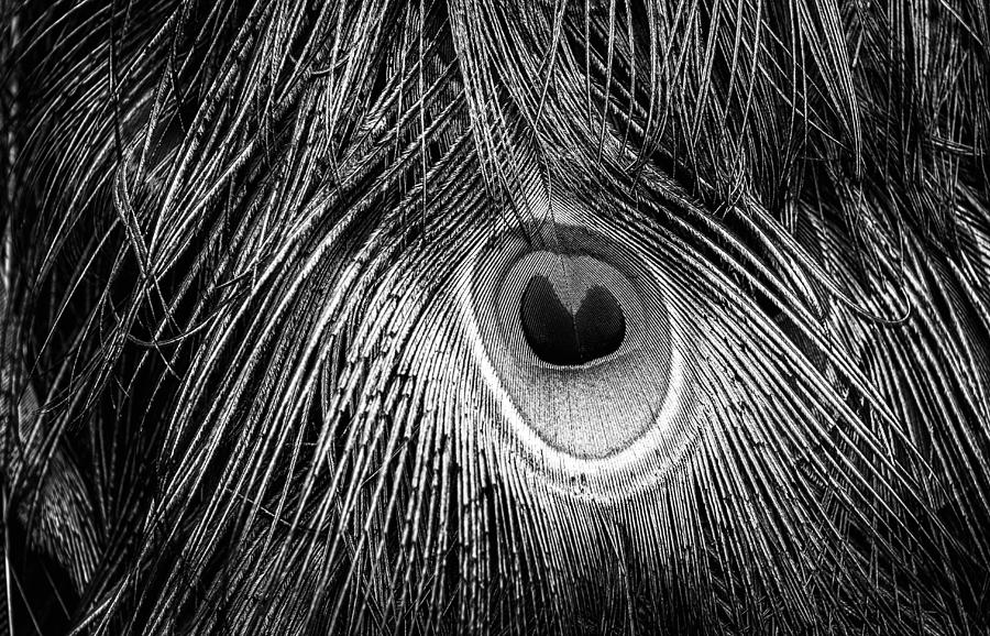 Feather Photograph by Joye Ardyn Durham