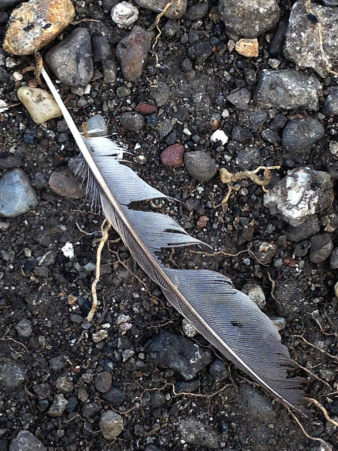 Feather Lost and Found Photograph by Jeff Iverson