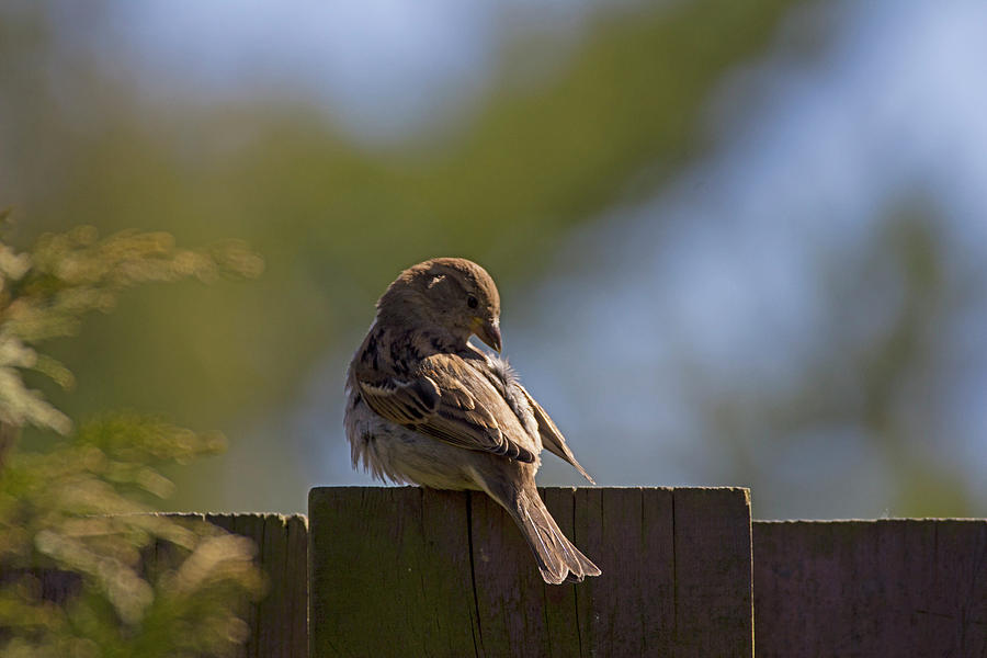 Sparrow Photograph - Feather Maintenance by Spencer Bush