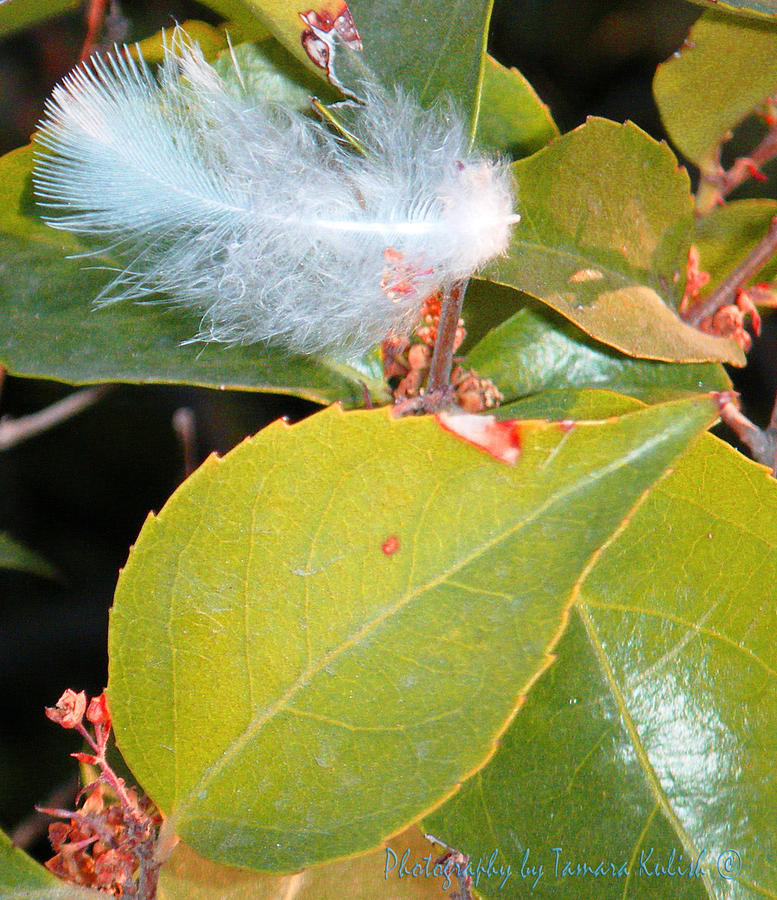 Feather on a Leaf Photograph by Tamara Kulish
